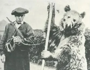 Bear
